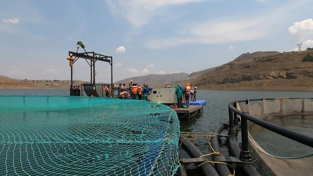 Lesotho finds gold in trout fish farming